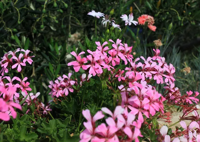 Апартаменты With A Parking Space Sali, Dugi Otok - 908 Сали