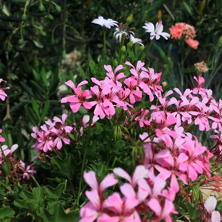 Апартаменты With A Parking Space Sali, Dugi Otok - 908 Сали