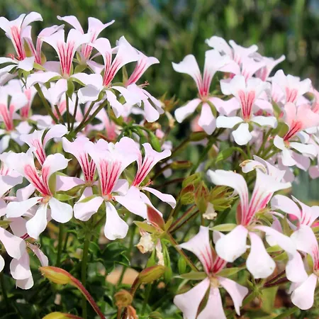 With A Parking Space Sali, Dugi Otok - 908 Lejlighed *