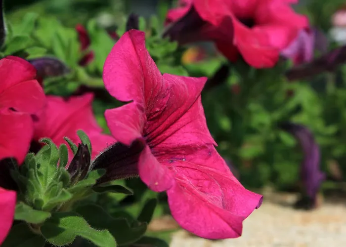 Apartman With A Parking Space Sali, Dugi Otok - 908 Sali