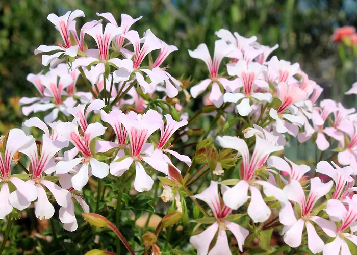 With A Parking Space Sali, Dugi Otok - 908 Apartman *